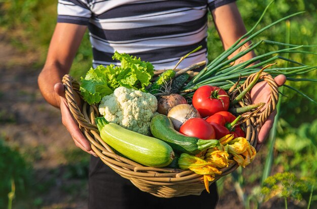 a man farmer harvests vegetables in the garden selective focus food