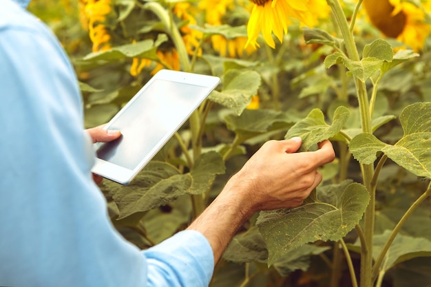 Photo man farmer hold tablet gadget investigate research yellow blooming sunflower field outdoors sunrise