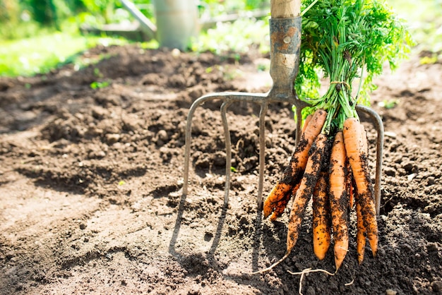 Man farmer holding a ripe orange carrots. Local farming, Harvesting concept. Gardening.