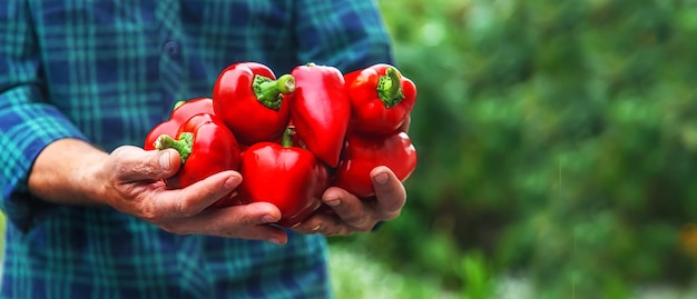 A man farmer holds a crop of peppers in his hands Selective focus