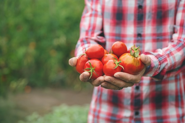 A man farmer holds a crop of tomatoes in his hands. Selective focus. nature.