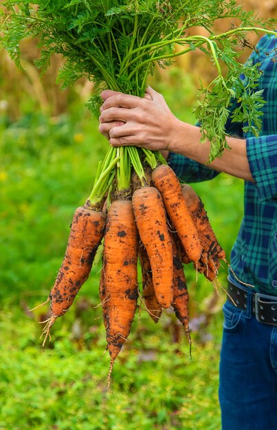 ある男性農民がニンジンの収穫を手にしています。セレクティブフォーカス。食べ物。