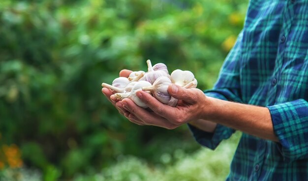 A man farmer holds a harvest of garlic in his hands. Selective focus.