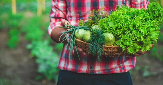 A man farmer holds a harvest of vegetables in his hands Selective focus Food
