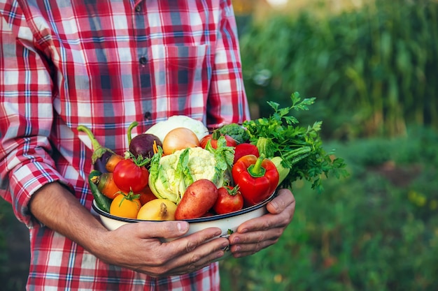 A man farmer holds a harvest of vegetables in his hands. Selective focus. nature.