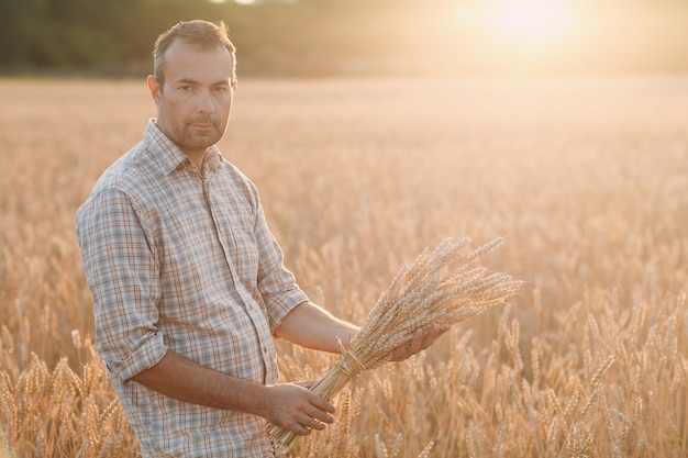 Man farmer holds sheaf of wheat ears in cereal field at sunset. Farming and agricultural harvesting,