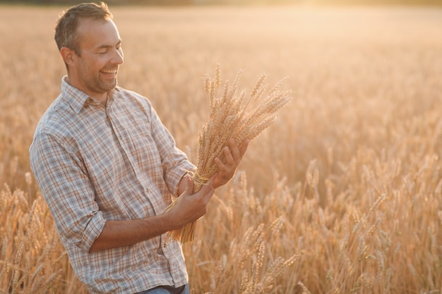 Man farmer holds sheaf of wheat ears in cereal field at sunset. Farming and agricultural harvesting,