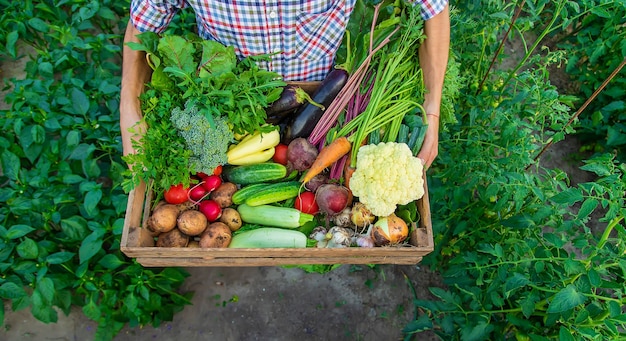 ある男性農家が庭で野菜を手に持っています。セレクティブフォーカス。食べ物。