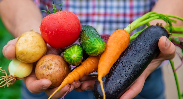 A man farmer holds vegetables in his hands in the garden. Selective focus.