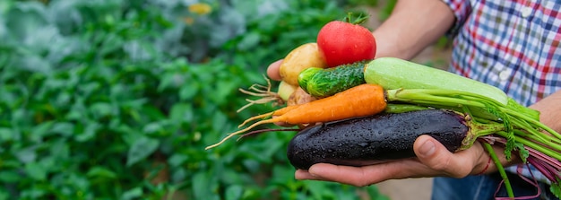 ある男性農家が庭で野菜を手に持っています。セレクティブフォーカス。