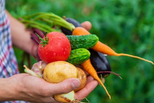 A man farmer holds vegetables in his hands in the garden. Selective focus.