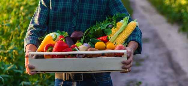 ある男性農家が野菜を手に持っています。セレクティブフォーカス。食べ物。