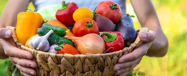 Un agricoltore tiene le verdure nelle sue mani. messa a fuoco selettiva.