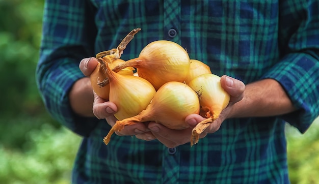 A man farmer is holding a harvest of onions. Selective focus.