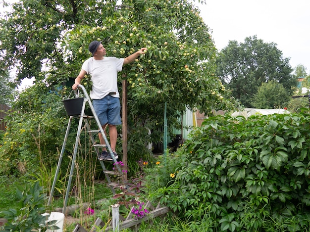 A man farmer picks a fresh harvest of apples from a tree