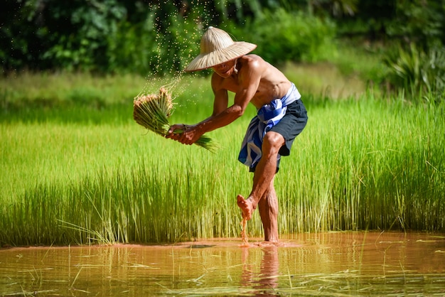 Man farmer thai hit the rice holding on hand in rice field agriculture to plant farmland   