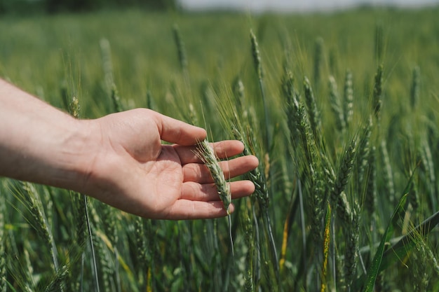 Man farmer walks through a wheat field and touching green ears of wheat with his hands Hand farmer is touching ears of wheat on field inspecting her harvest Agricultural business