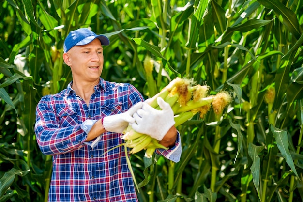 Man farmer with a crop of maize.