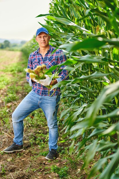 Man farmer with a crop of maize.