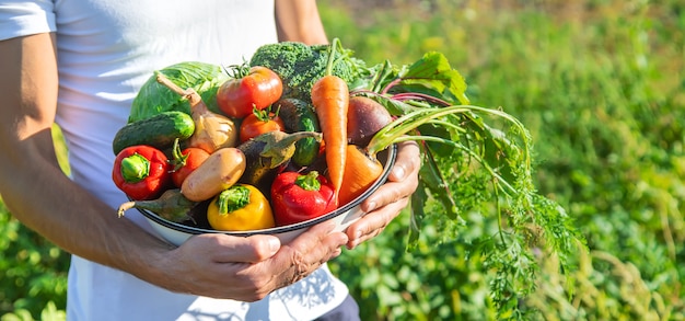 Man farmer with homemade vegetables in his hands. Selective focus.