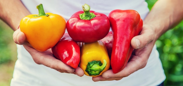 Uomo agricoltore con peperone dolce nelle sue mani