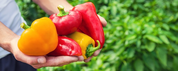 Man farmer with sweet pepper in his hands