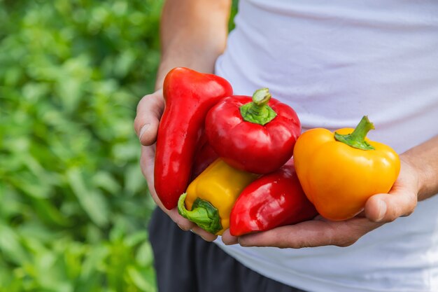 Man farmer with sweet pepper in his hands. 