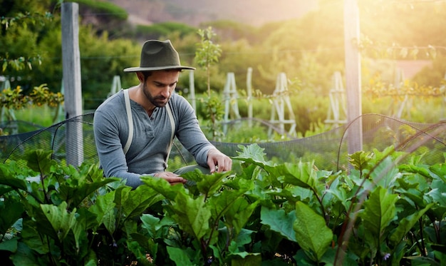 man farming and check vegetables or leaves for agriculture and sustainability with crops or eggplants growth worker farmer or gardener with green produce gardening or fertilizer for care in field