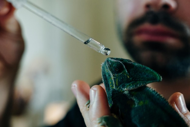 Photo man feeding chameleon with pipette