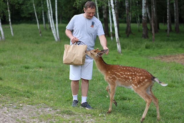 接触動物園でかわいいニホンジカのバンビに餌をやる男。幸せな旅行者の男性は、夏に国立公園で野生動物との付き合いを楽しんでいます。