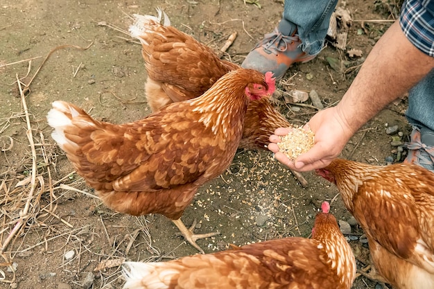 農場で手から鶏に餌をやる男 伝統的な放し飼いの家禽の有機農場で放牧されている国内の鶏 土の上を歩く大人の鶏