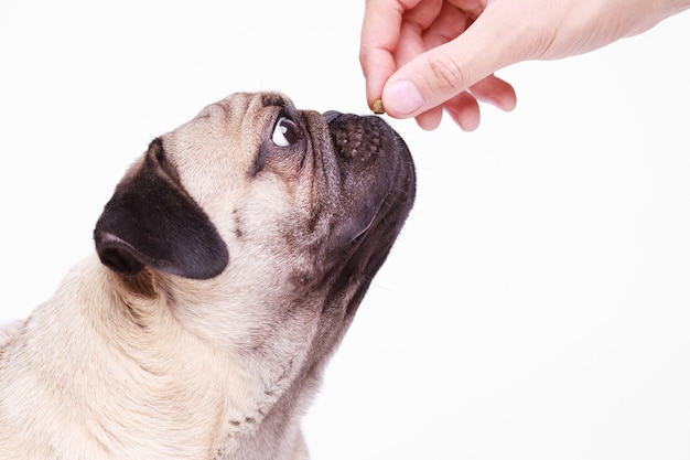 Man feeding his dog. Portrait of dog of the pug breed.