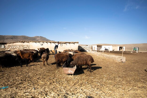 Man feeding his goats back of his home