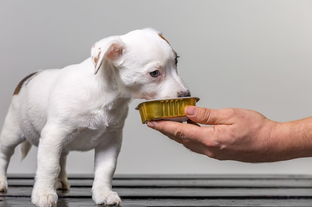 手から小さなかわいいジャックラッセル子犬を養う男