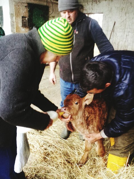 Foto uomo che dà il latte al vitello con gli amici in fattoria