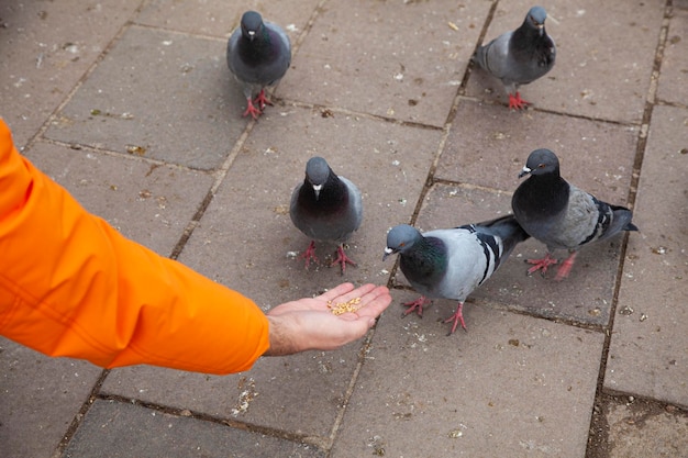 Man feeding pigeons with wheat feeds stray birds in the park.\
gray feathered pigeon family eating