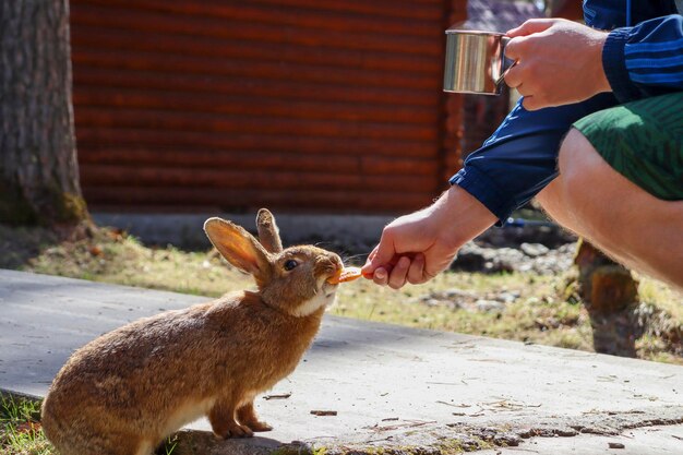 man feeding a rabbit