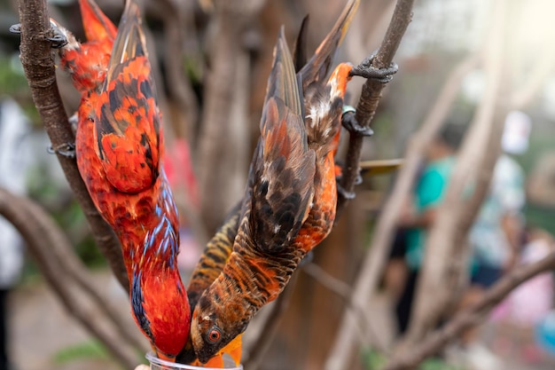 Man Feeding a red parrot in syrup water