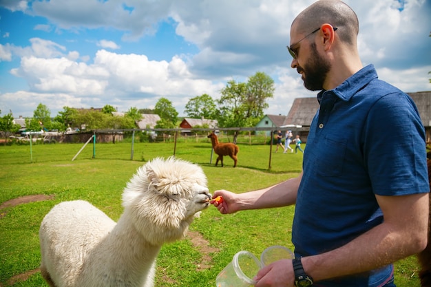 Man feeding white alpaca on the farm