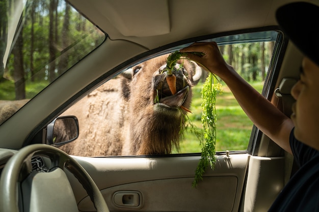 Фото Мужчина кормит зубров через окно машины