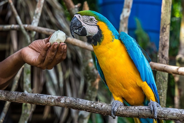 A man feeds bread crumbs to a large multicolored macaw