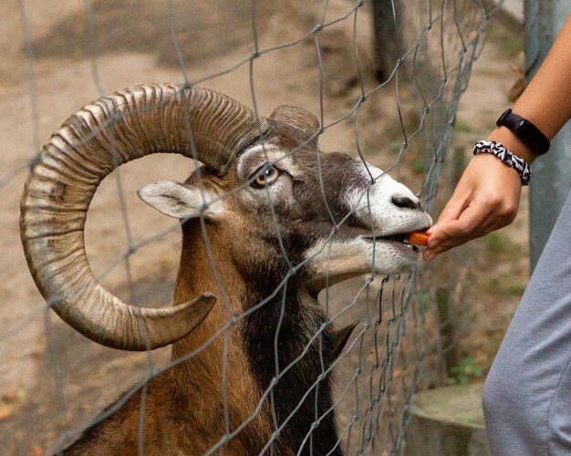 男は動物園でムーフロンニンジンを養う