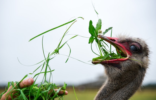 Man feeds the ostrich with grass from his hands.