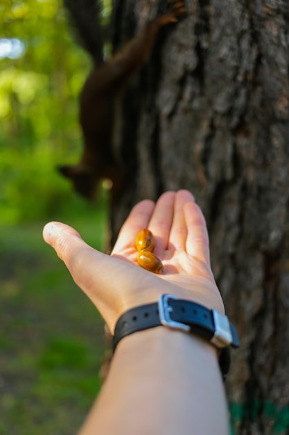 Foto un uomo dà da mangiare agli scoiattoli con le noci che ha in mano nel parco