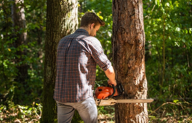 Man forester use saw to cut tree search firewood for picnic\
campfire surviving in wild nature human and nature man hiking in\
wood poacher in forest deforestation ranger or poach