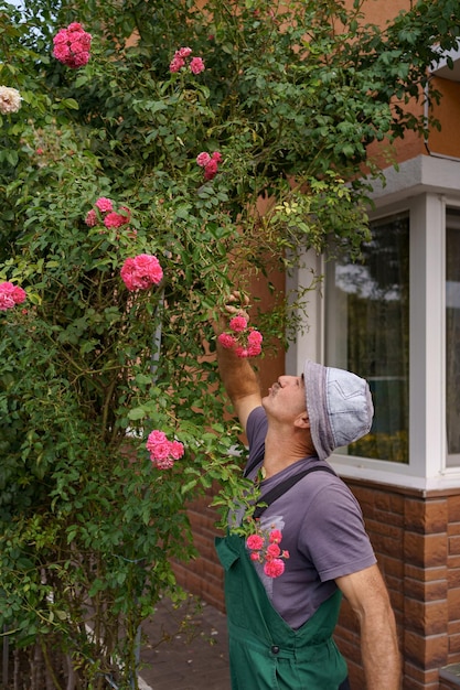 Man gardener cut enjoy rose flowers aroma in the wonderful garden on a sunny day