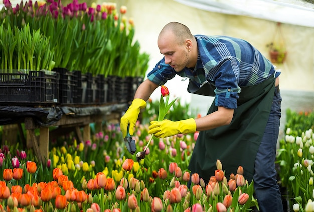 チューリップが栽培されている温室に立っている花の花束を持っている男の庭師花屋球根でチューリップを持っている笑顔の庭師春のたくさんのチューリップの花のコンセプト
