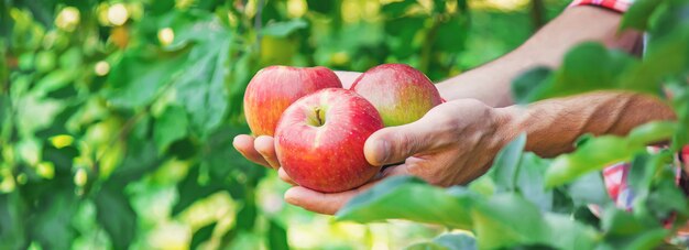 Man gardener picks apples in the garden in the garden. Selective focus.