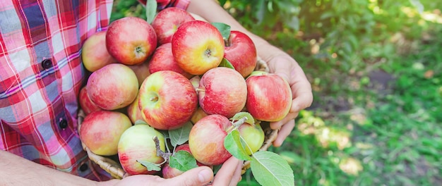 Man gardener picks apples in the garden in the garden. Selective focus.