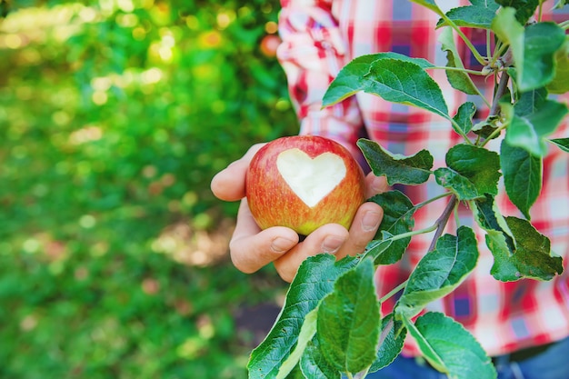 Man gardener picks apples in the garden in the garden